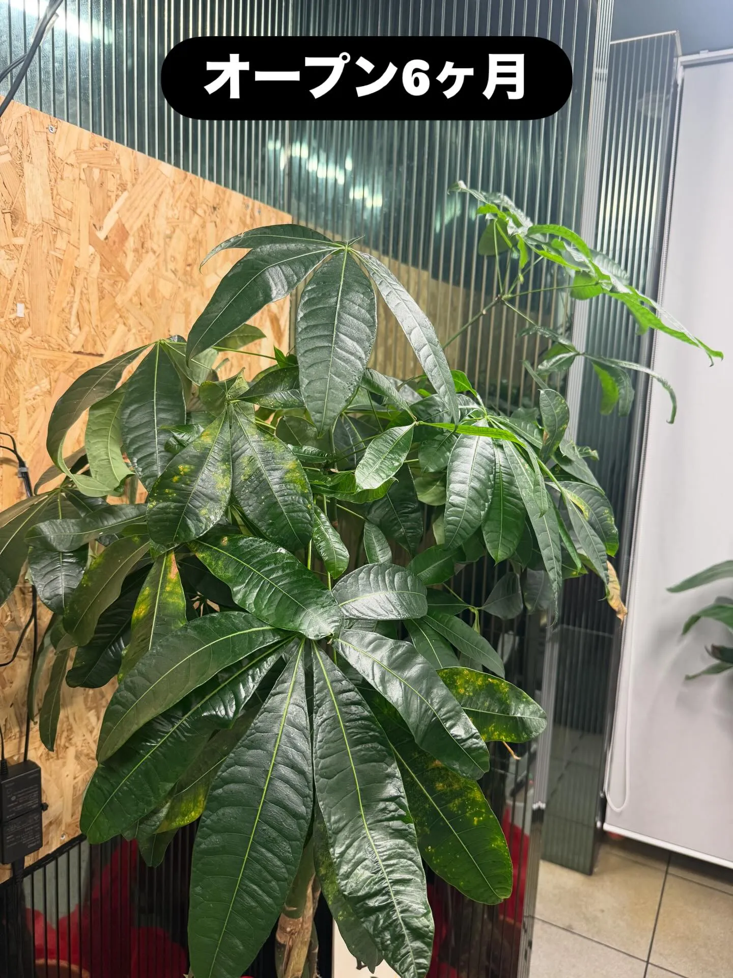 🎄オープン6ヶ月🎄